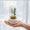 Eternal Flower USB Essential Oil Aromatherapy Machine Mini Home/Car Aromatherapy Home Decor Ornament Perfumed lamp